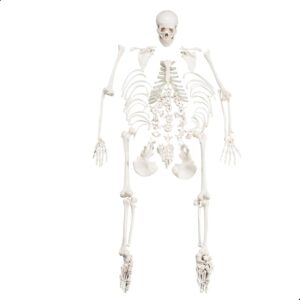 Human Disarticulated Bone Set Skeleton Model | Life Size Premium Anatomy Perfec | eBay