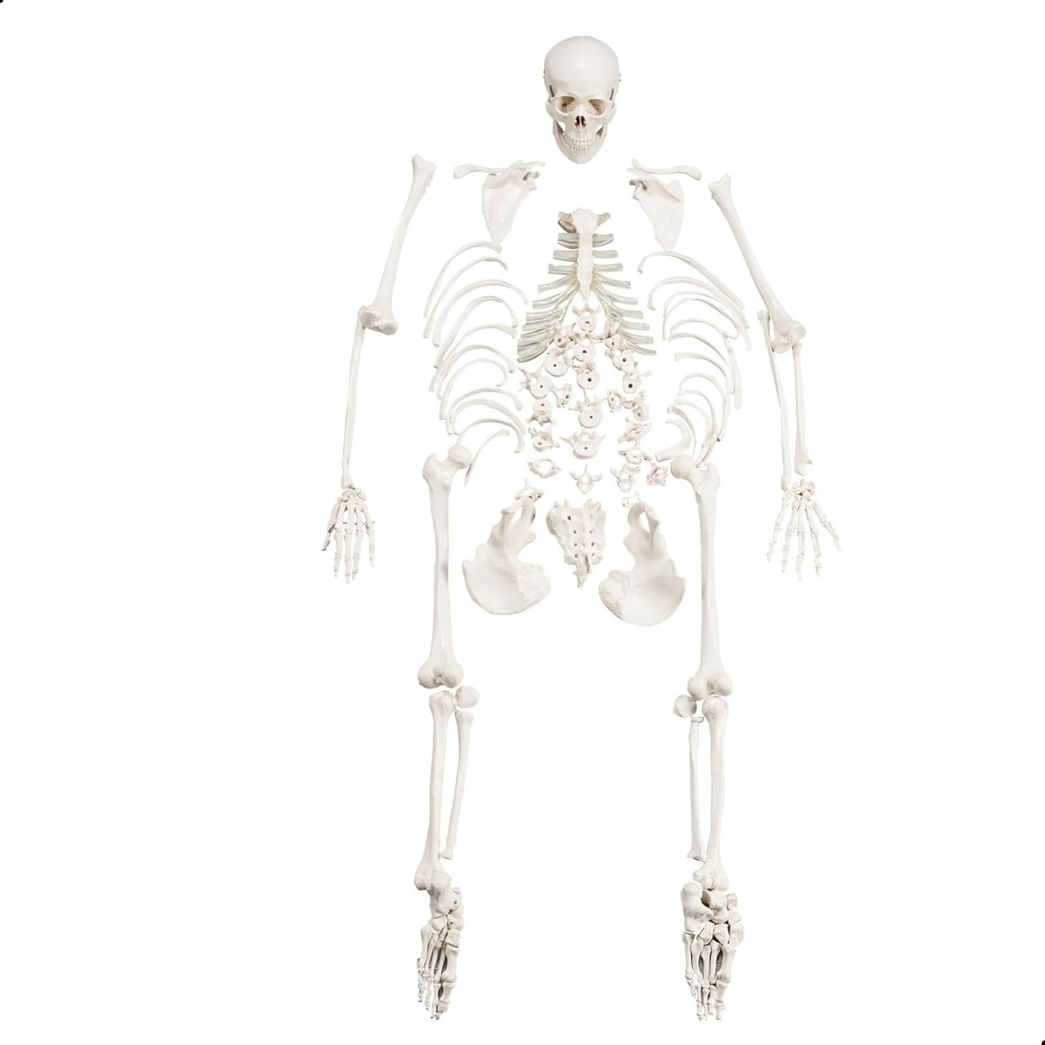 Human Disarticulated Bone Set Skeleton Model | Life Size Premium Anatomy Perfec | eBay