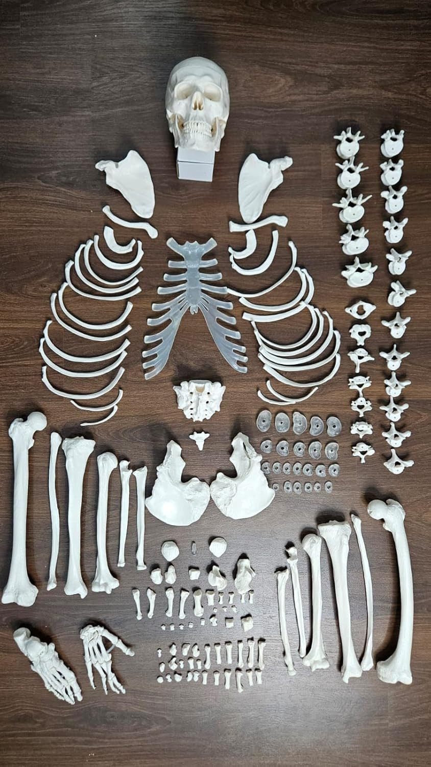Human Disarticulated Bone Set Skeleton Model | Life Size Premium Anatomy Perfec | eBay - الصورة 2