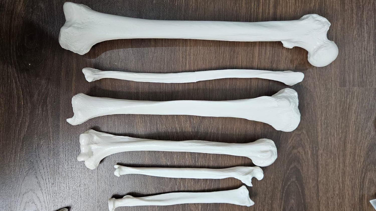 Human Disarticulated Bone Set Skeleton Model | Life Size Premium Anatomy Perfec | eBay - الصورة 3