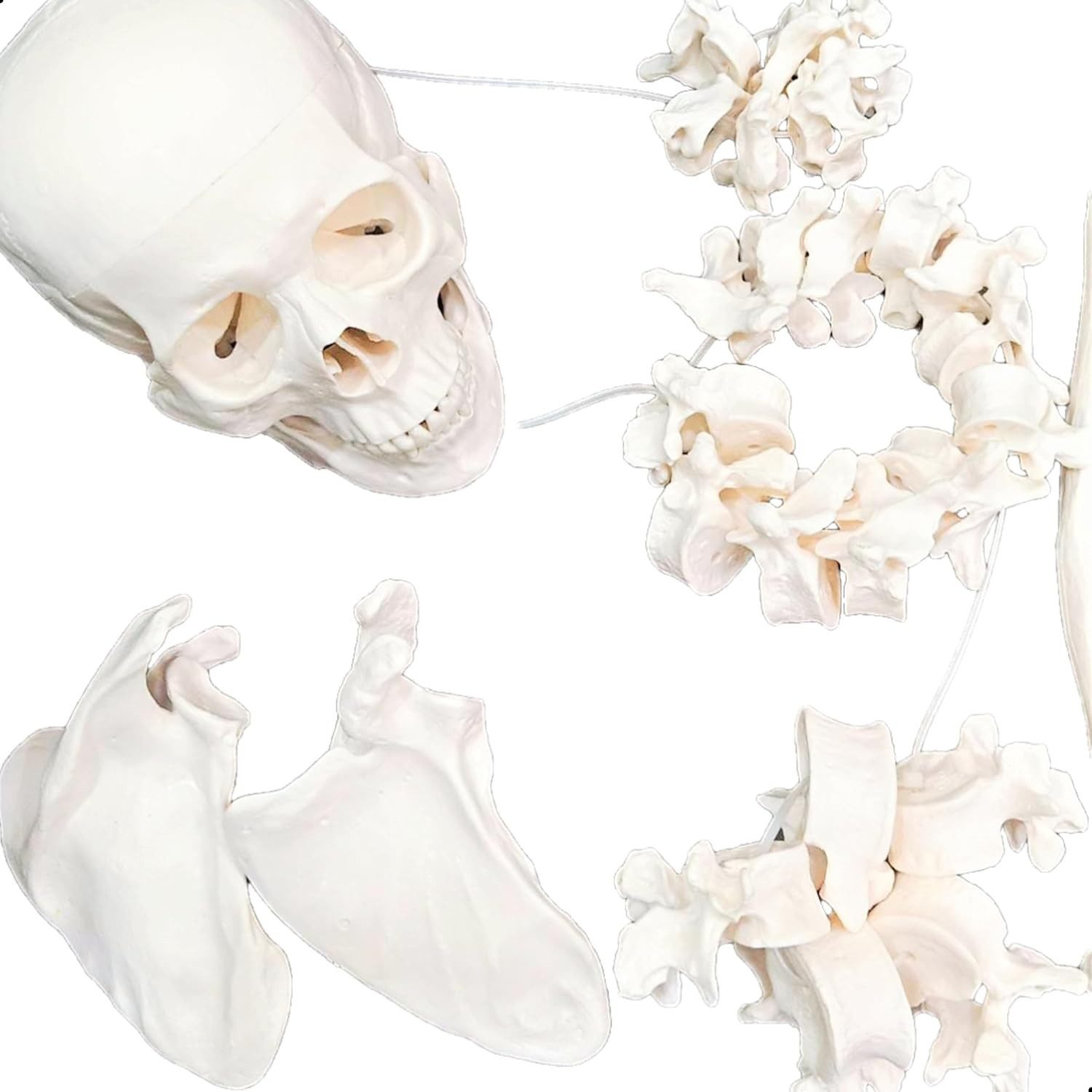 Human Disarticulated Bone Set Skeleton Model | Life Size Premium Anatomy Perfec | eBay - الصورة 4