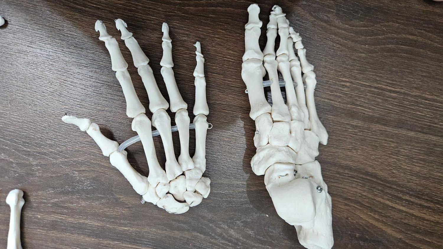 Human Disarticulated Bone Set Skeleton Model | Life Size Premium Anatomy Perfec | eBay - الصورة 5